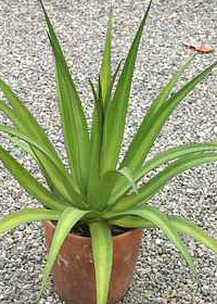 Agave 'Mateo'